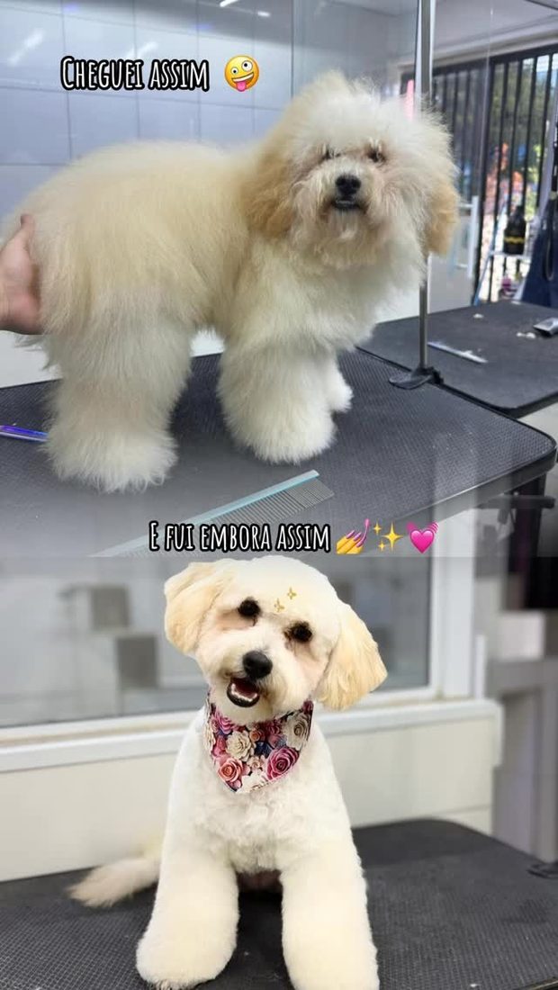 Antes e depois de banho e tosa - poodle