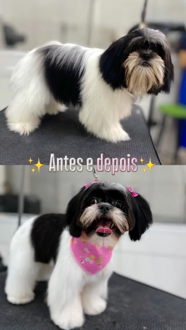 Antes e depois de banho e tosa - shih tzu
