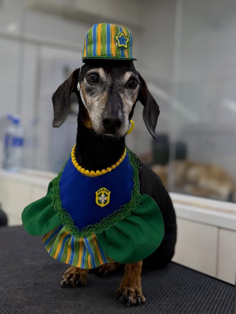 Dachshund fantasiado após banho na Vet Lousada