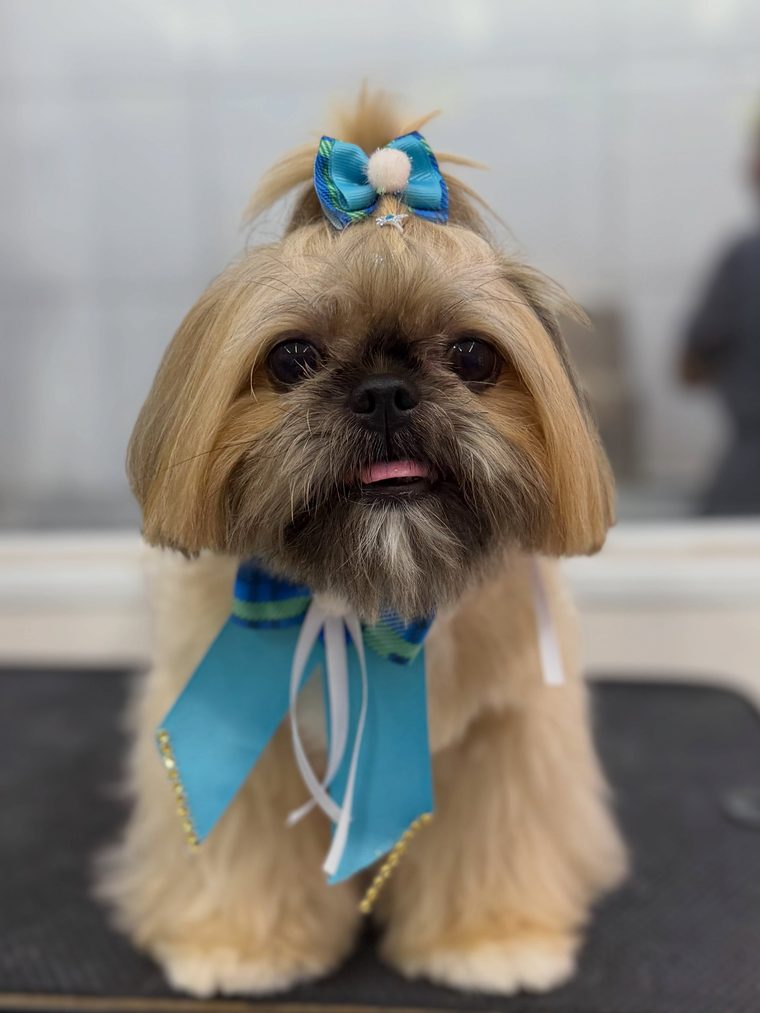 Cão após banho e tosa na Vet Lousada
