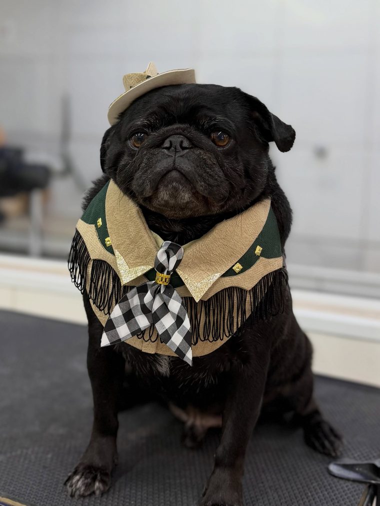 Pug fantasiado após banho na Vet Lousada