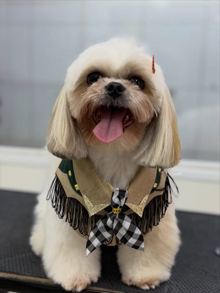 Shih tzu após tosa na Vet Lousada