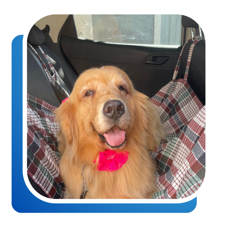 hotel vet lousada (2)